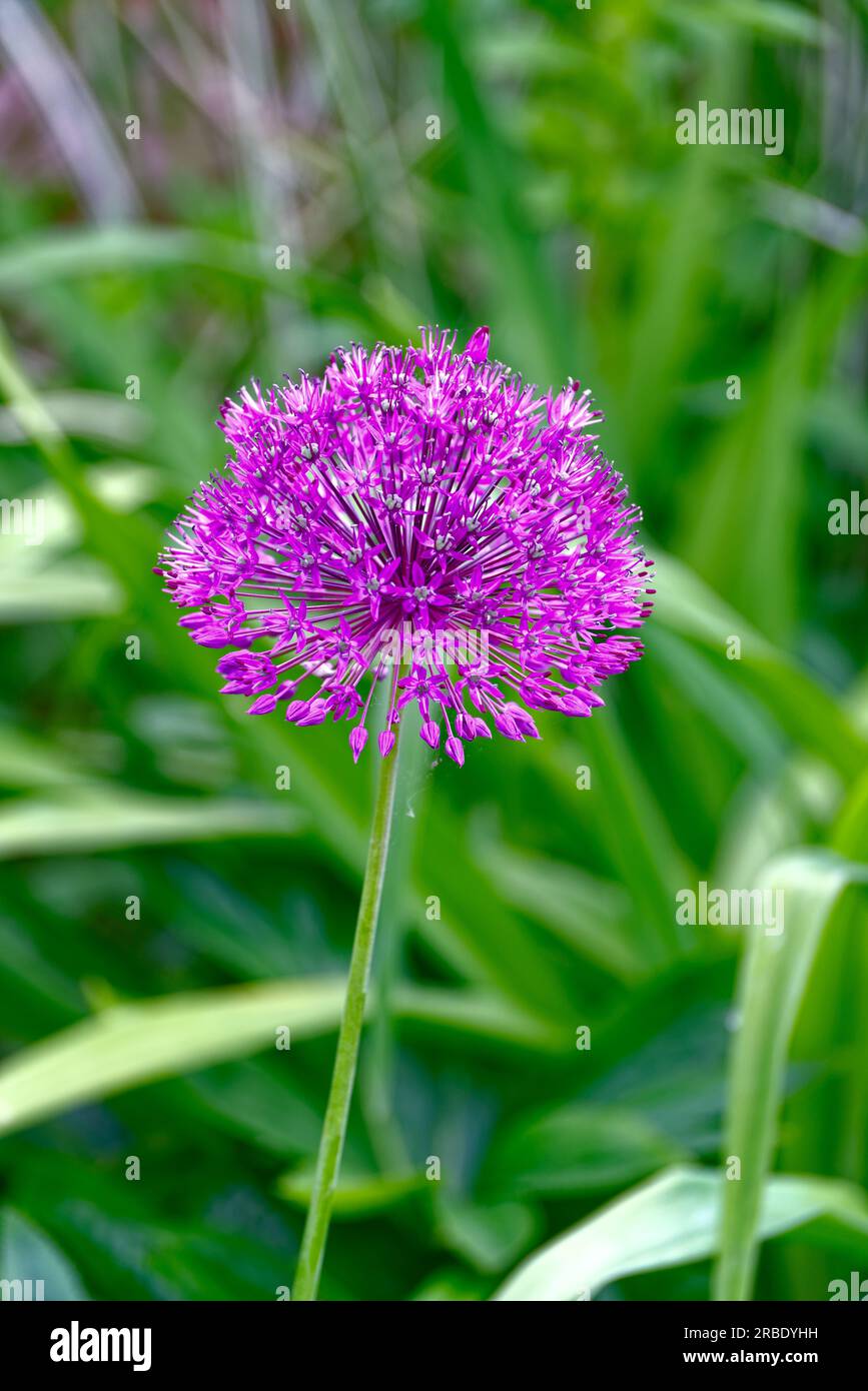 Nahaufnahme eines lilafarbenen Allium-Blumenkopfes, Zwiebeln Stockfoto