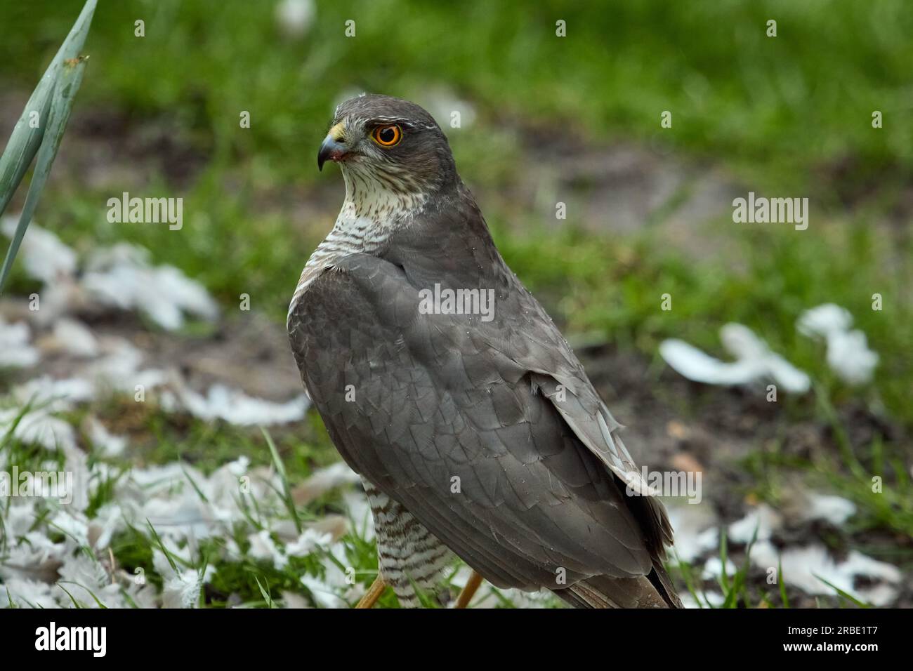 Ein weiblicher Sparrowhawk (Accipiter Nisus) nach dem Töten seiner Beute in einem Garten in Bexley, Kent, Großbritannien Stockfoto