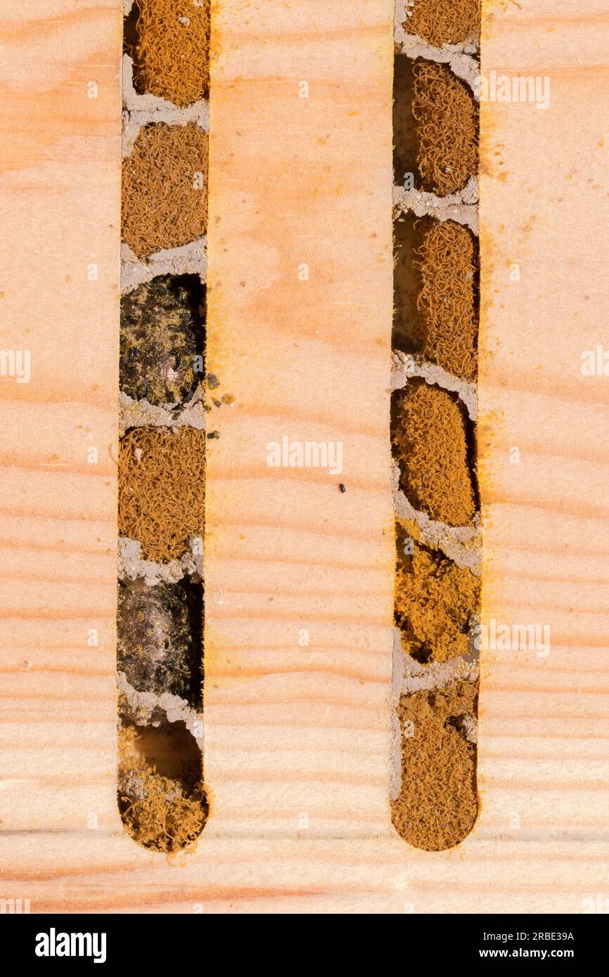 Osmia bicornis common Red Mason-Bienenbrut-Nest Stockfoto