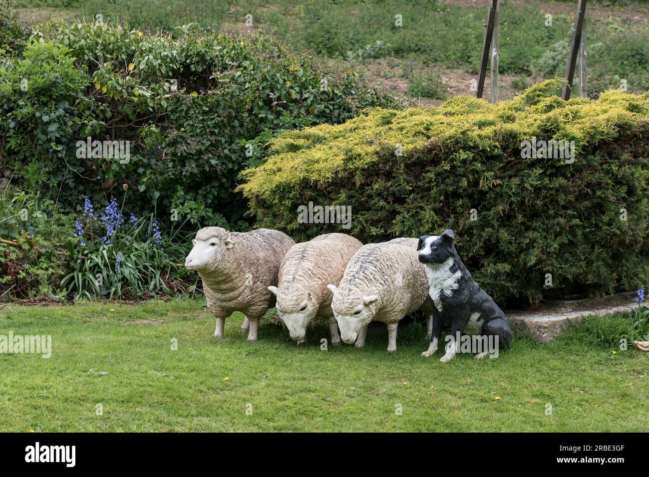 Border Collie Hund und Schaf aus Verbundmaterial in einem walisischen Garten Stockfoto