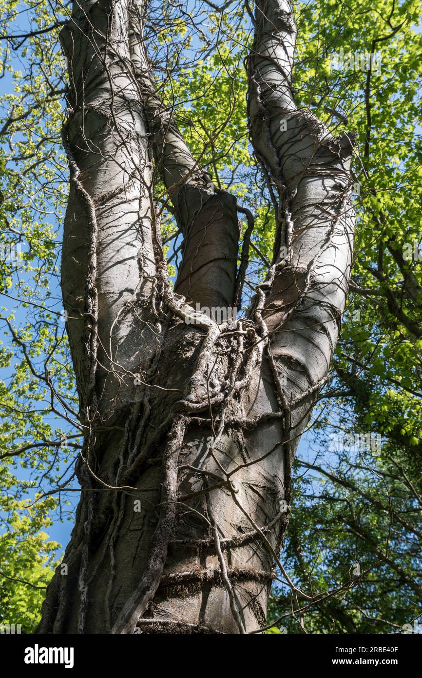 Mit Weinreben überzogener Buchenbaum in einer Waldlandschaft Stockfoto