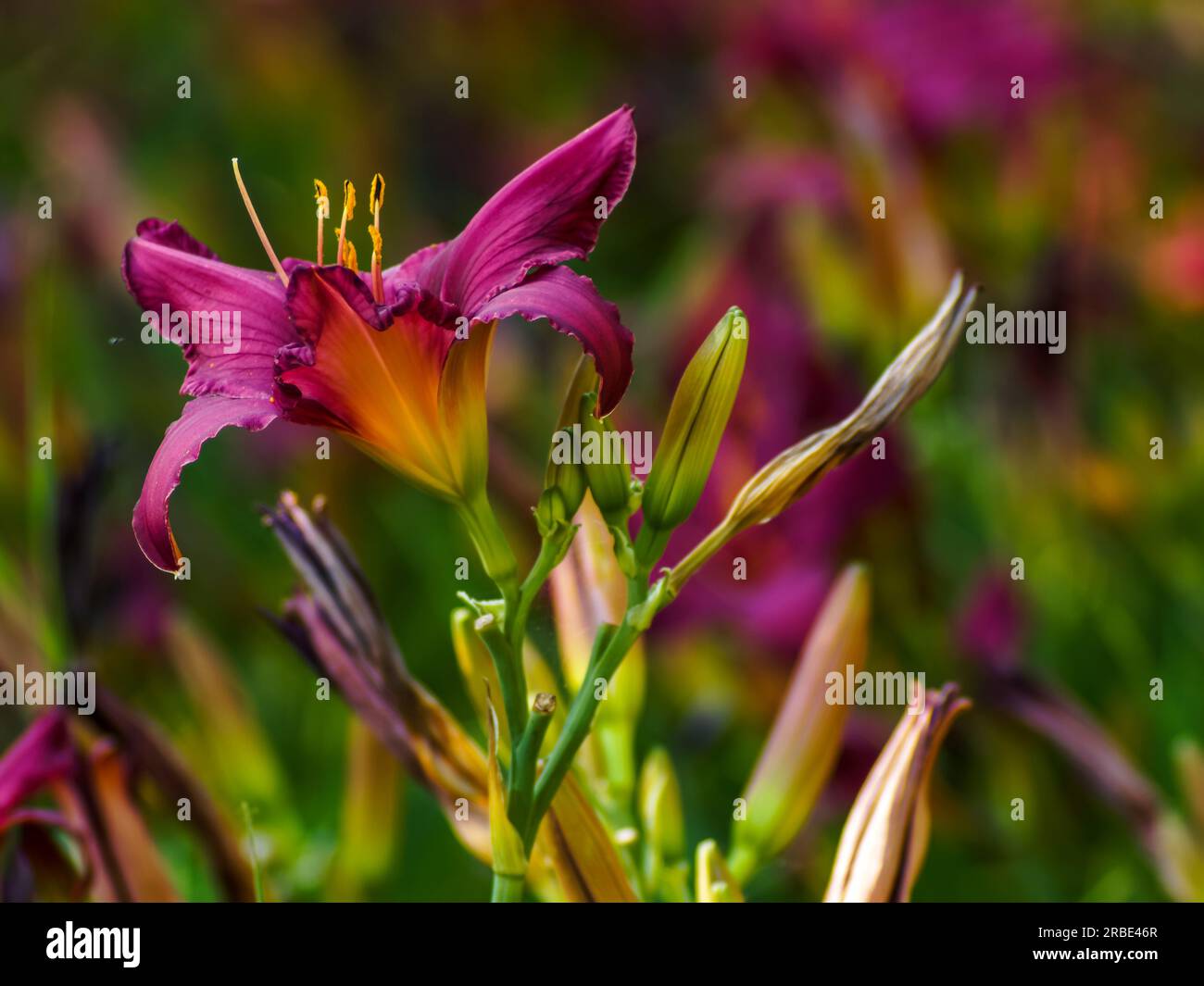 burgunder und bunten Lilien in einer natürlichen Umgebung, in voller Blüte, elegant, romantisch, zarte Blumen, Farbenfroher, verschwommener Hintergrund, hervorgehoben Stockfoto