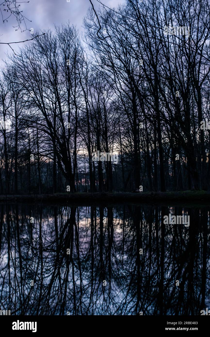 Wald bei Nacht mit Reflexionen von Bäumen im See Stockfoto