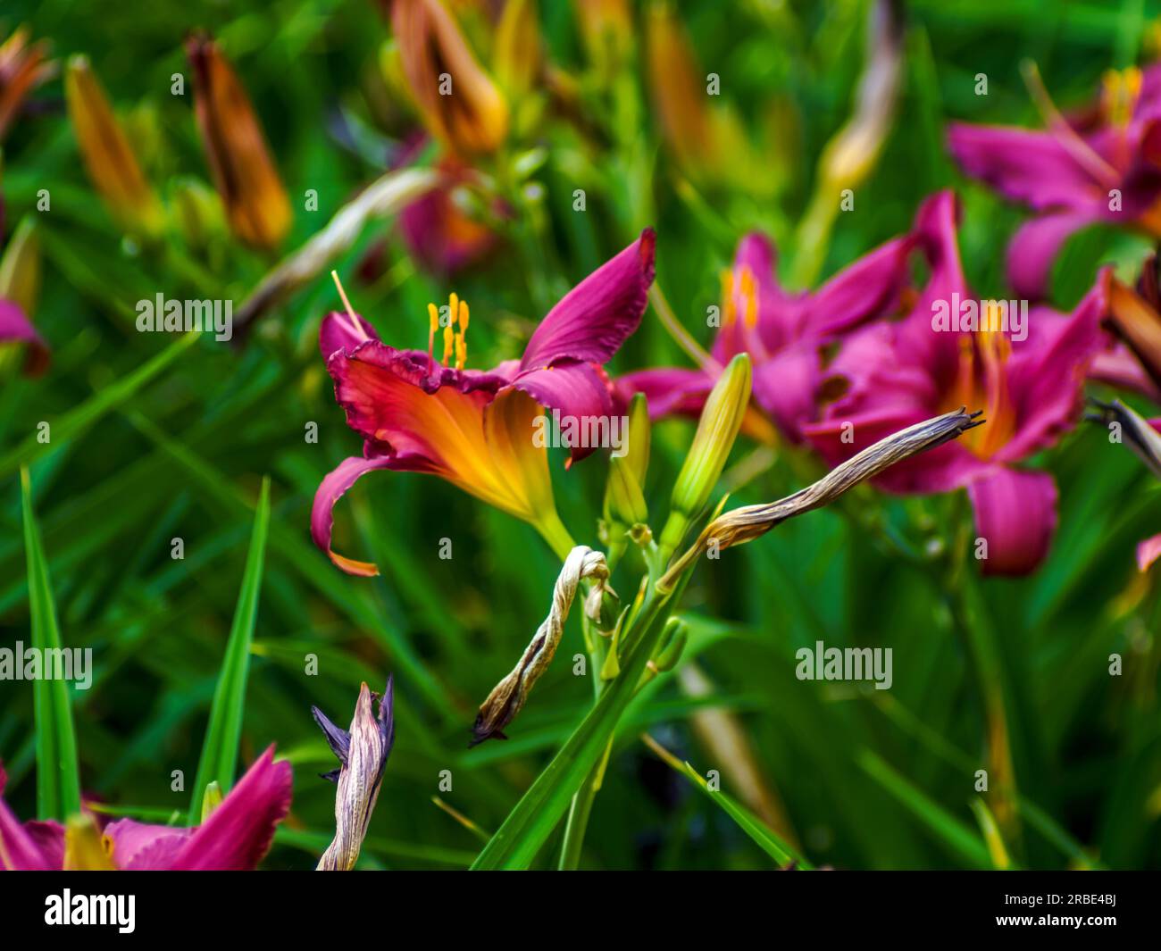 burgunder und bunten Lilien in einer natürlichen Umgebung, in voller Blüte, elegant, romantisch, zarte Blumen, Farbenfroher, verschwommener Hintergrund, hervorgehoben Stockfoto