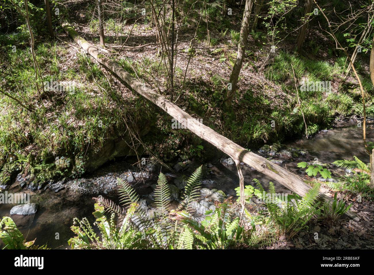 Gestürzter Baum, der einen Fluss überquert, nach einem Sturm im Wald Stockfoto