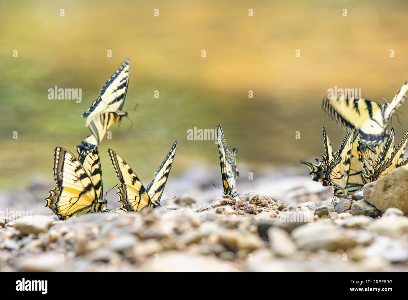 Eine Gruppe östlicher Tigerschwalbenschwanz-Schmetterlinge in einem Bach, Waldlandschaft, natürlicher Hintergrund, Themenkopie-Space-Banner Webdesign Stockfoto