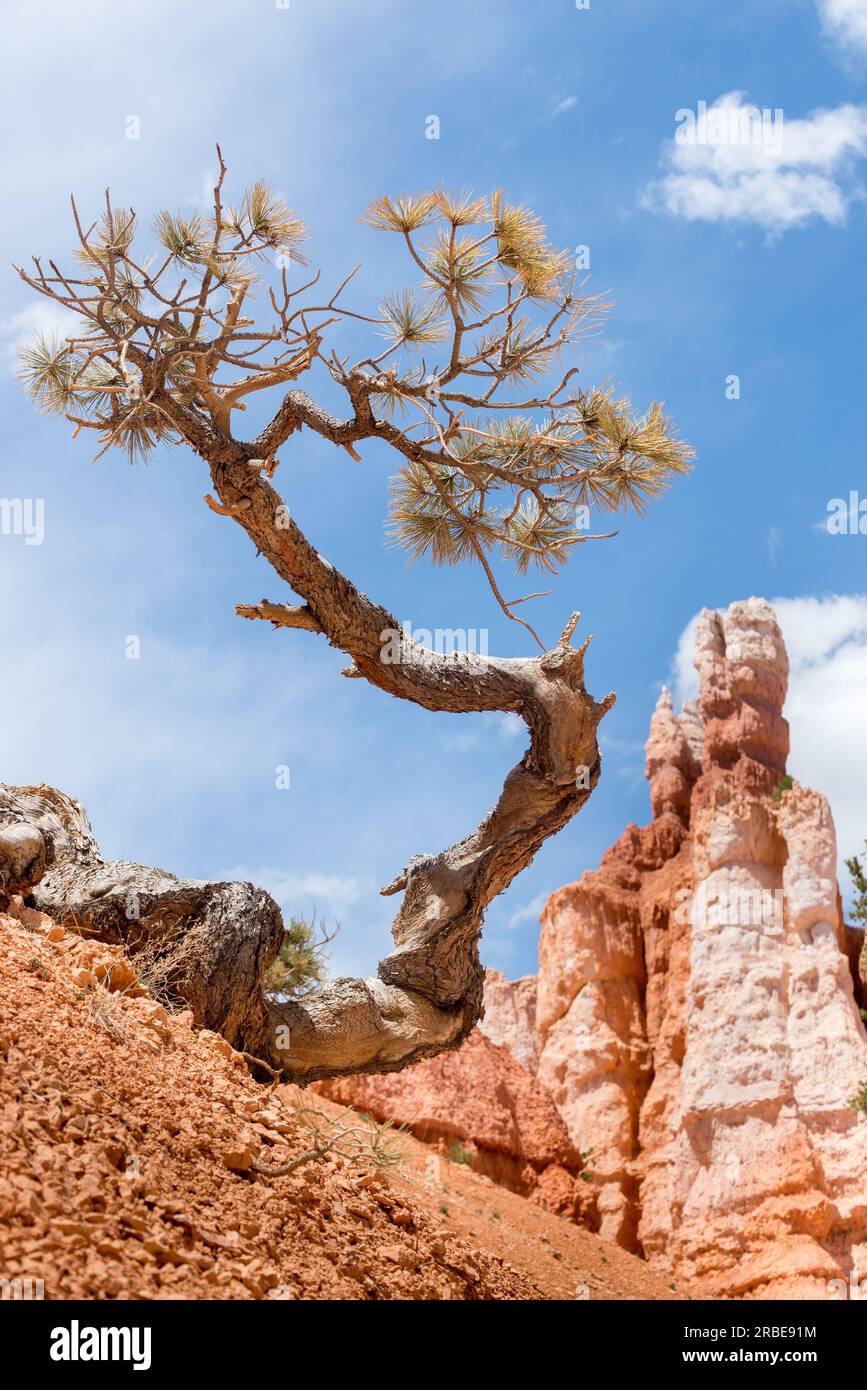 Einsamer Kiefernbaum mit Hoodoos im Hintergrund im Bryce Canyon NP Stockfoto