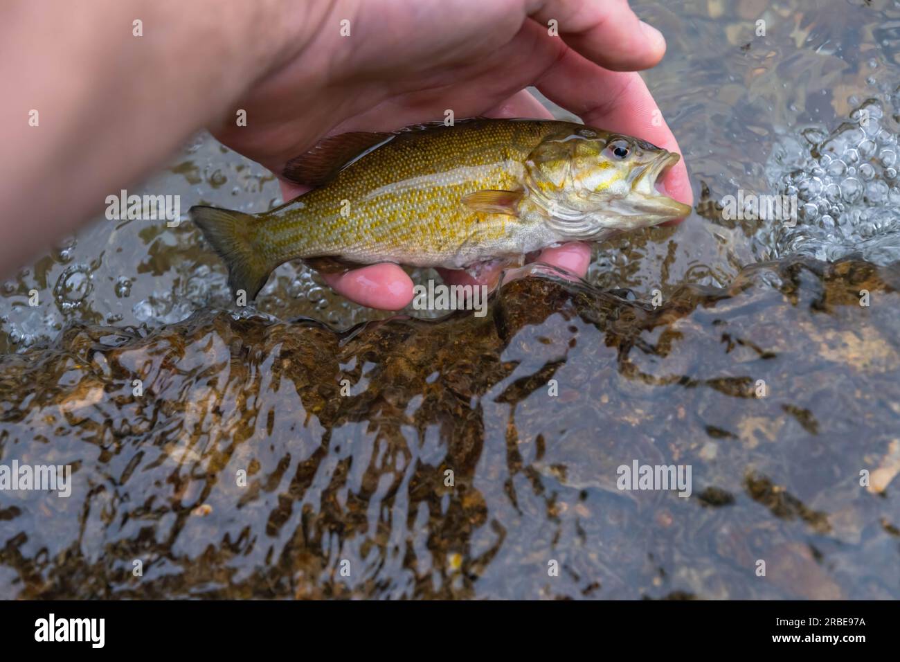 Hintergrund des Kopierraums Bass im Kleinmaul-Sommer Fangen im Wasser, Fangen und Freigeben, Bannerbereich für Aktivitäten im Freien Stockfoto