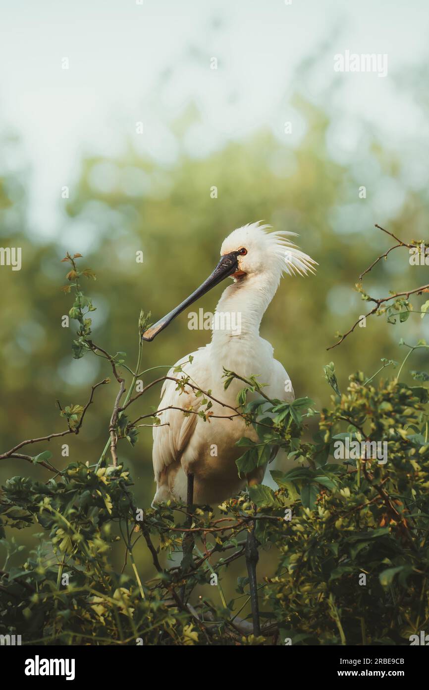 Löffelschnabel in den Bäumen Stockfoto