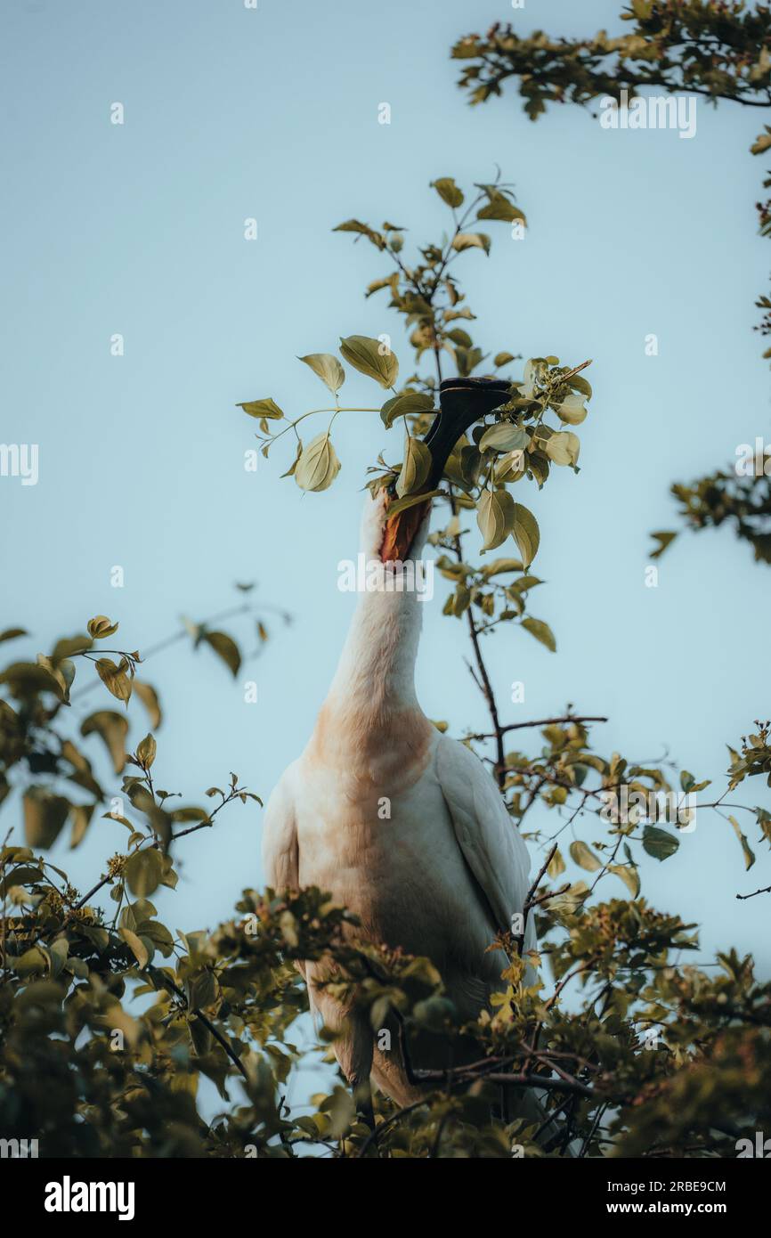 Löffelschnabel in den Bäumen Stockfoto