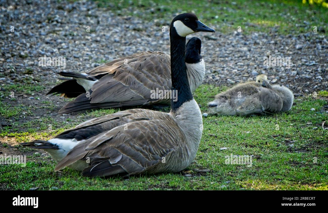 Kanadier-Gans Prince's Island Park Calgary Alberta Stockfoto