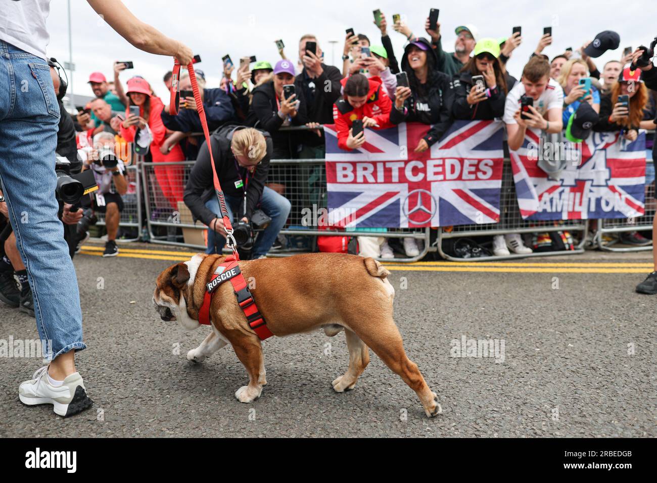 Roscoe, Hund von Lewis Hamilton beim Aramco Grand Prix 2023 in der ...