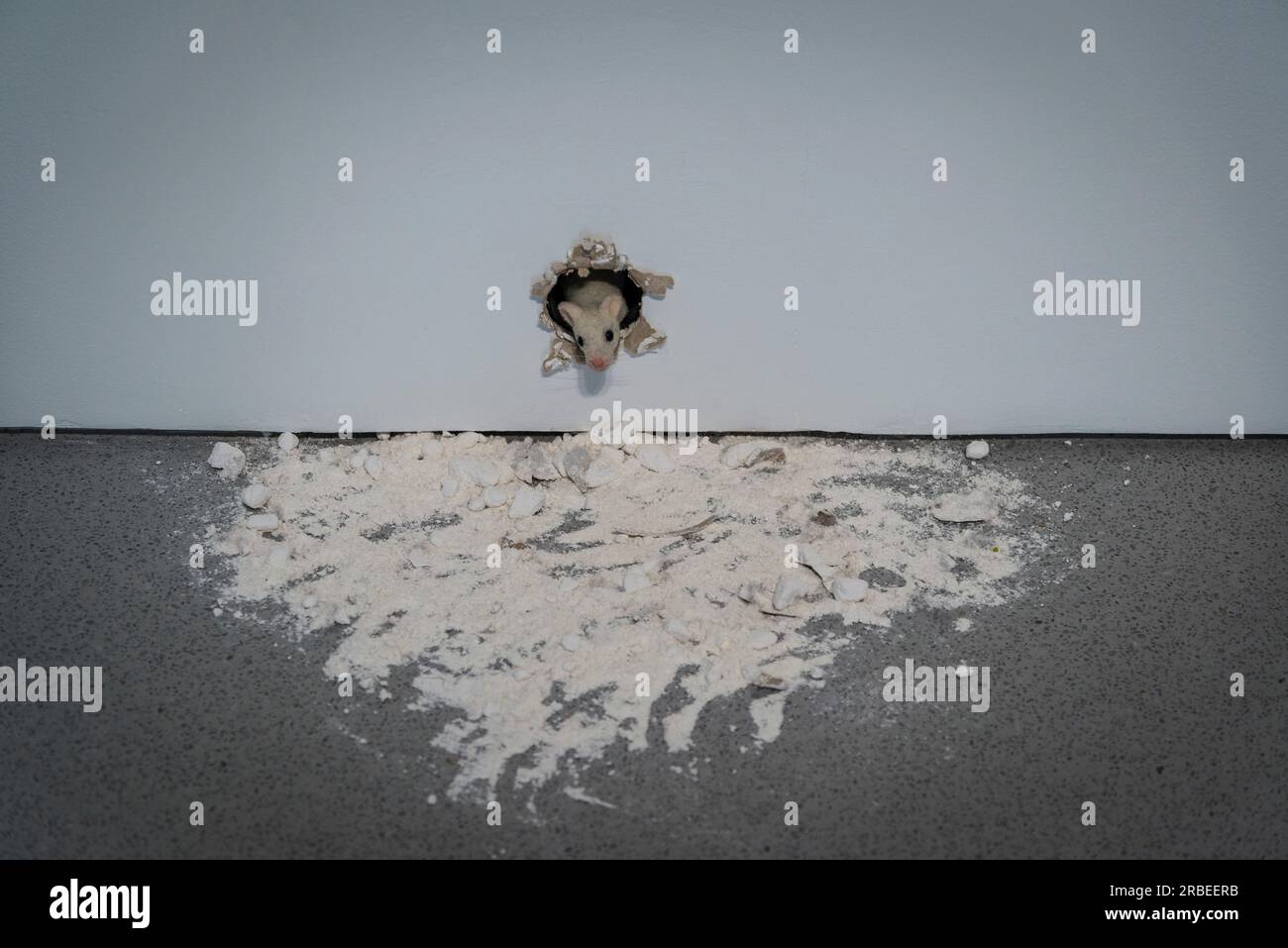 Ryan Gander inszeniert eine animatronische Maus mit Stottern, eingebettet in ein Loch in der Wand, Bourse de Commerce - Pinault Collection, ein Ausstellungsraum für Stockfoto