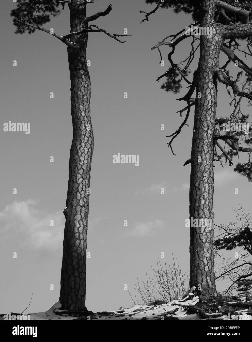 Zwei Bäume an einem sonnigen Wintertag. Einsame Landschaft. Blauer Himmel im Hintergrund. Schwarzweißbild. Stockfoto