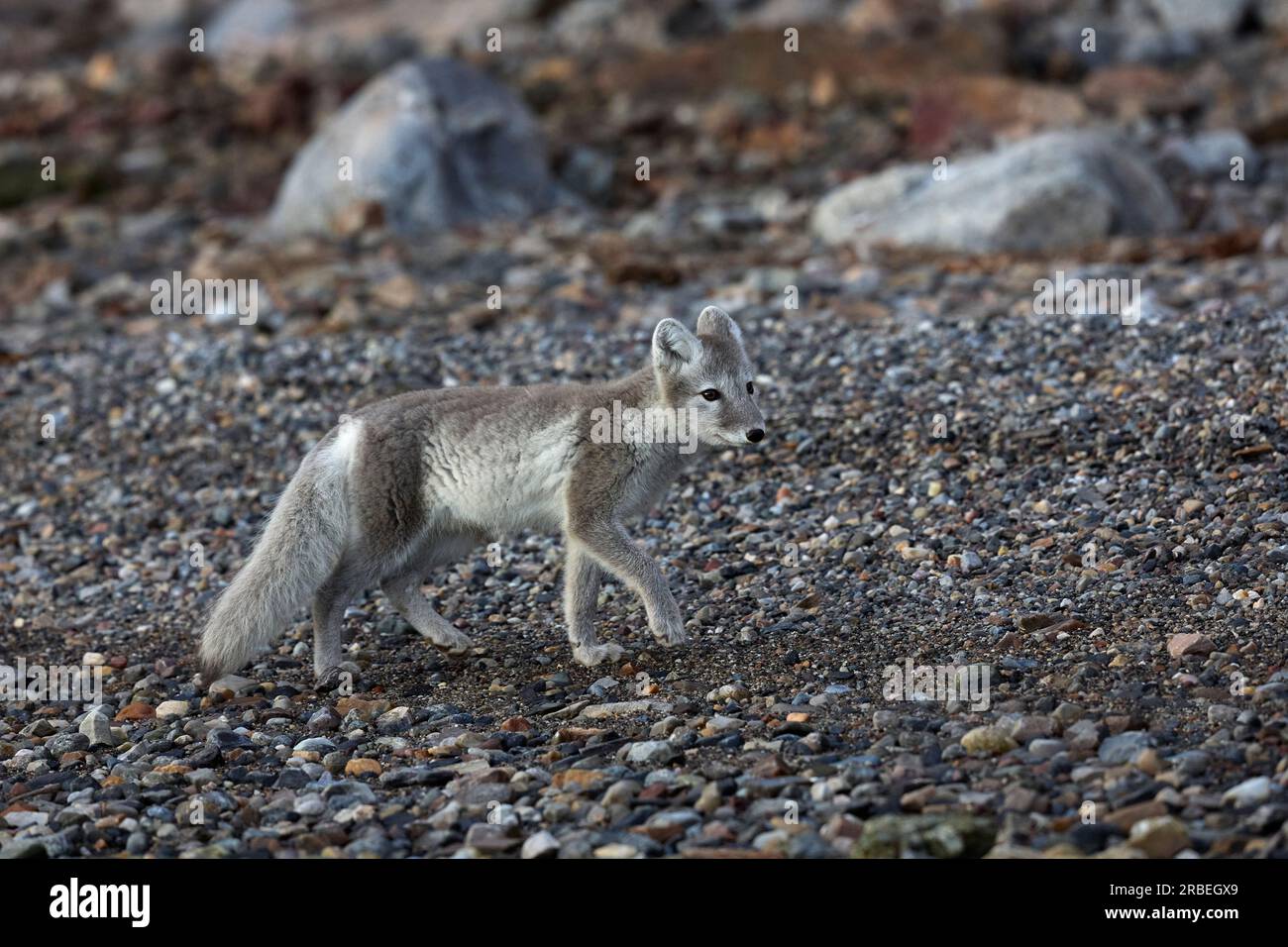 Arktisfuchs an einem arktischen Strand Stockfoto