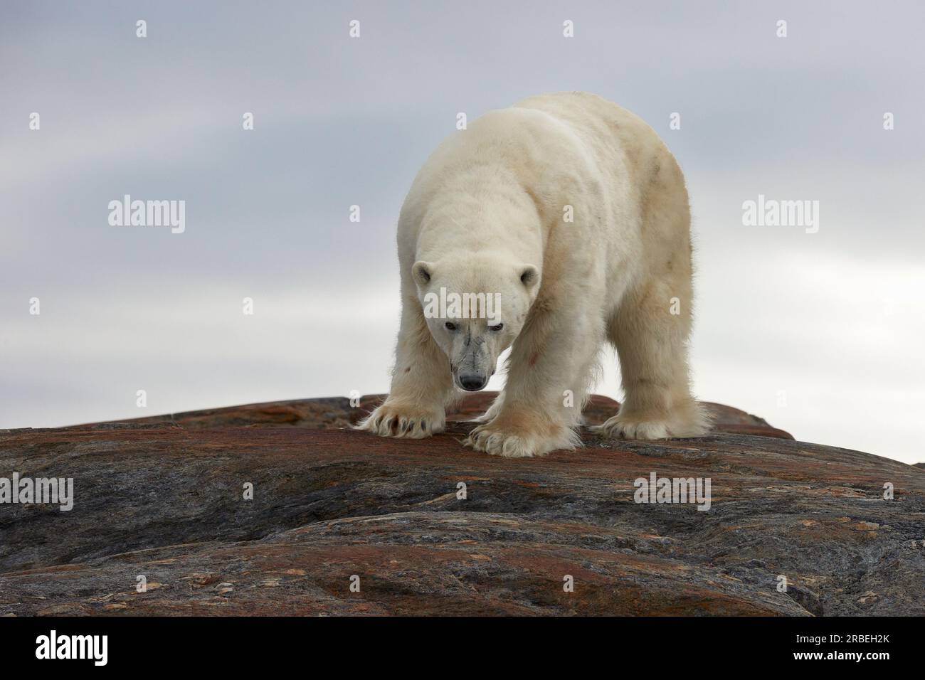 Armer Bär auf einem umwerfenden arktischen Spitzbergen Stockfoto