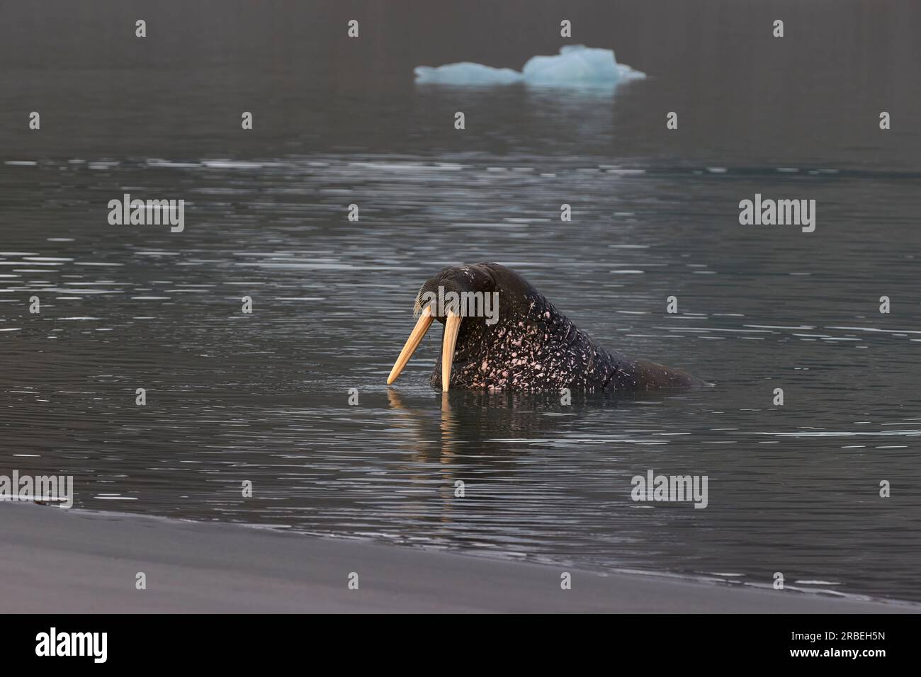 Ein Walross nähert sich der Küste im arktischen Ozean Stockfoto