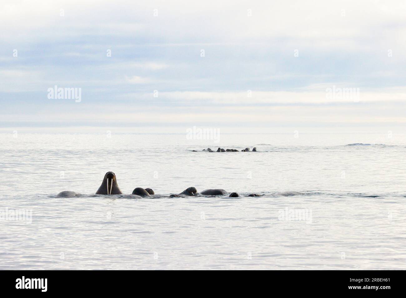Zwei Gruppen von Walrossen, die im arktischen Ozean schwimmen Stockfoto