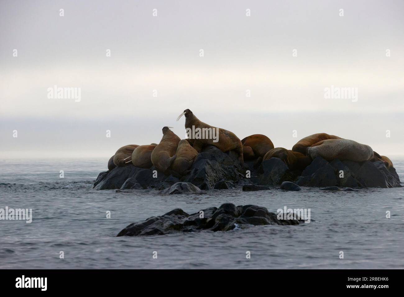 Eine Gemeinschaft von Kriegslosen, die auf einem felsigen Felsvorsprung im Arktischen Ozean gehasst wurde Stockfoto