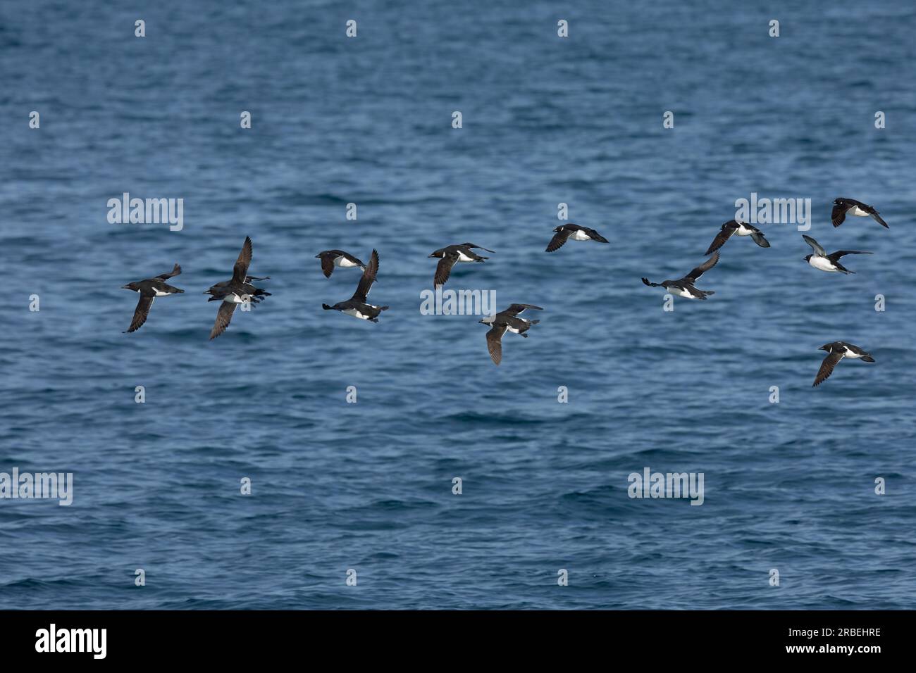 Brunnichs Guillemots fliegen über den arktischen Ozean Stockfoto