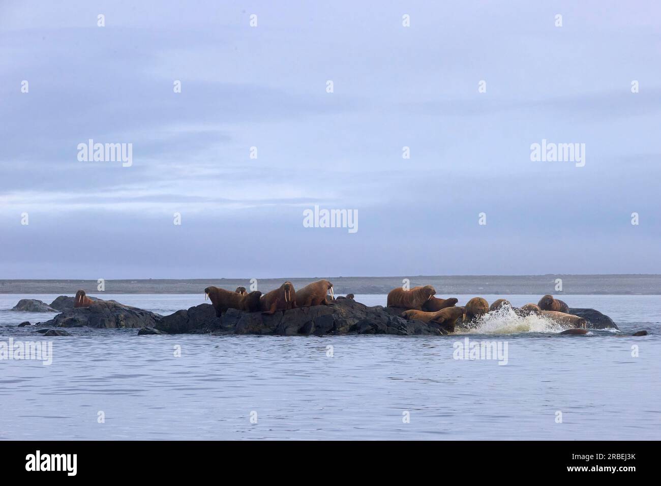 Eine Gemeinde von Walrossen, die in der Arktis auf Felsen gezogen wurden Stockfoto