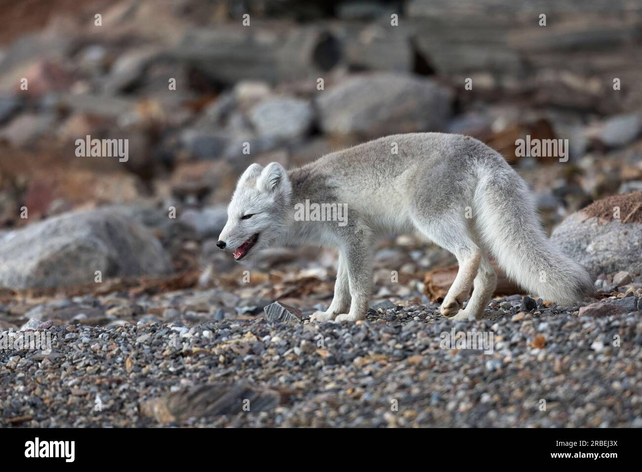 Arktisfuchs an einem arktischen Strand Stockfoto