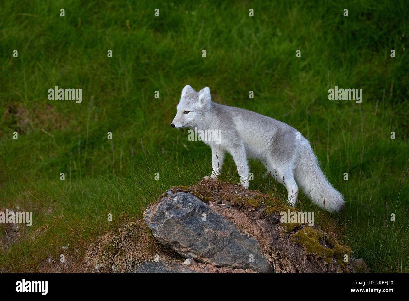 Arktisfuchs an einem arktischen Strand Stockfoto