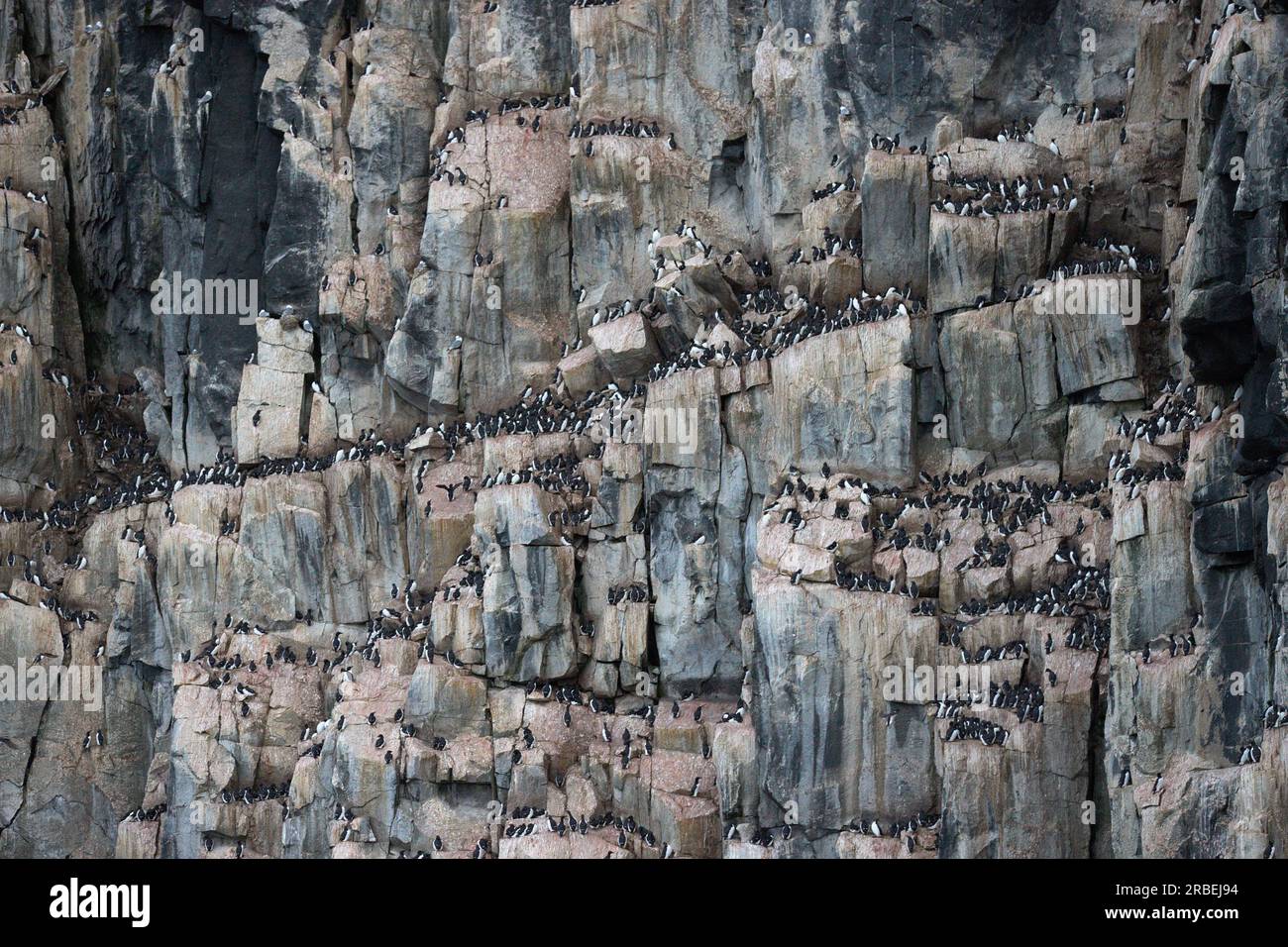 Brunichs Guillemots, die sich auf den Alkefjellet-Klippen im Arktischen Ozean verstecken Stockfoto