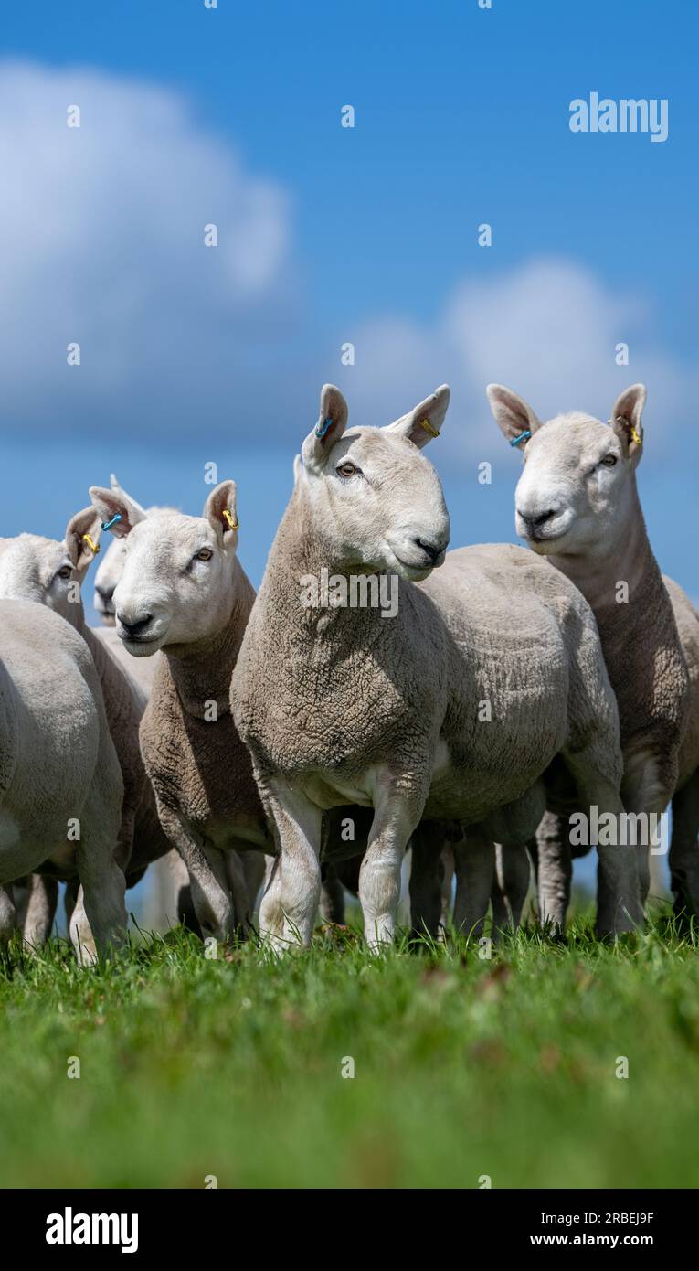 Herd of North Country Cheviot rammt in Meeresnähe auf den Orkney Isles, Schottland, Großbritannien. Stockfoto