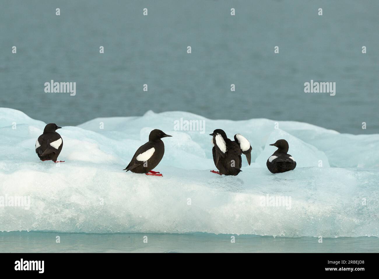 Schwarze Guillemots auf Eisfluss Stockfoto