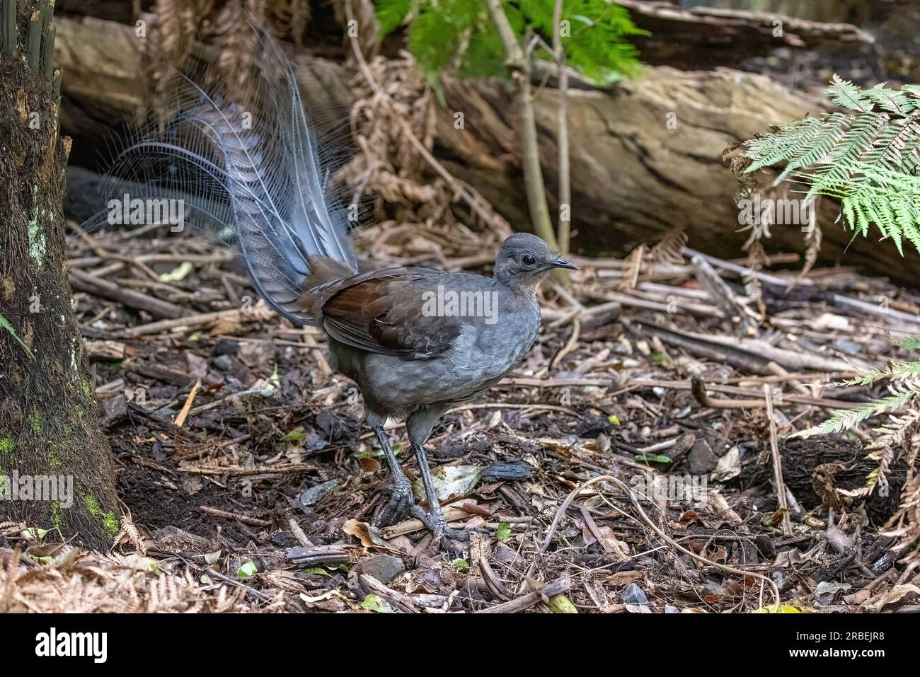 Ein ausgezeichneter Lyrebird, Menura novaehollandiae, Victoria, Australien. Dies ist eine Seitenansicht für Erwachsene Männer. Stockfoto
