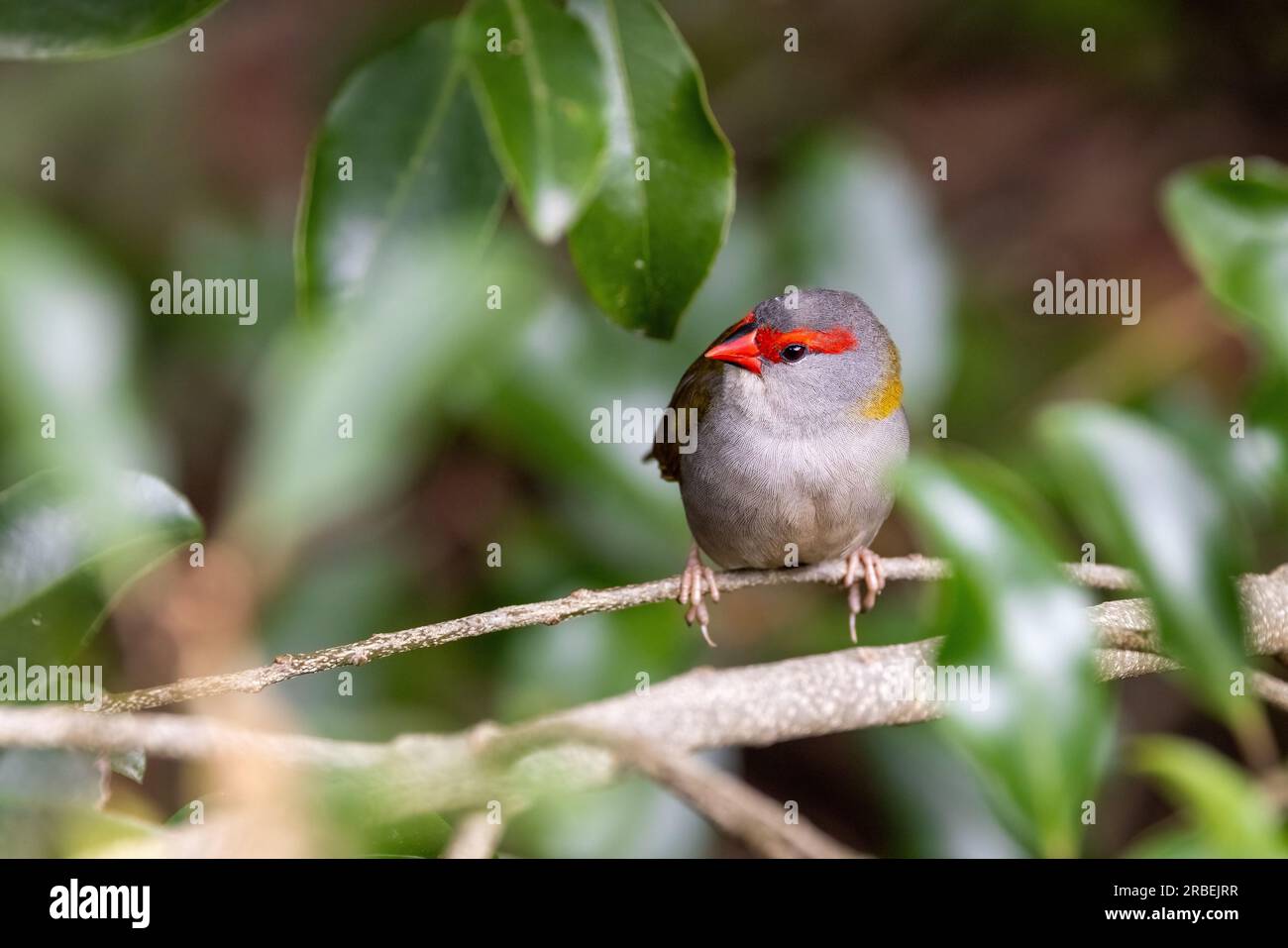 Ein männlicher Rotbraun-Finke, Neochmia temporalis, hoch oben im Wald. Der kleine Samen fressende Vogel ist ein Estrildofink, der an der Ostküste von Au lebt Stockfoto