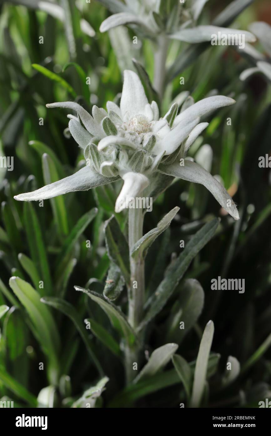 Nahaufnahme einer wunderschönen einzelnen Edelweißblume in einem Gartenbett, selektiver Fokus Stockfoto