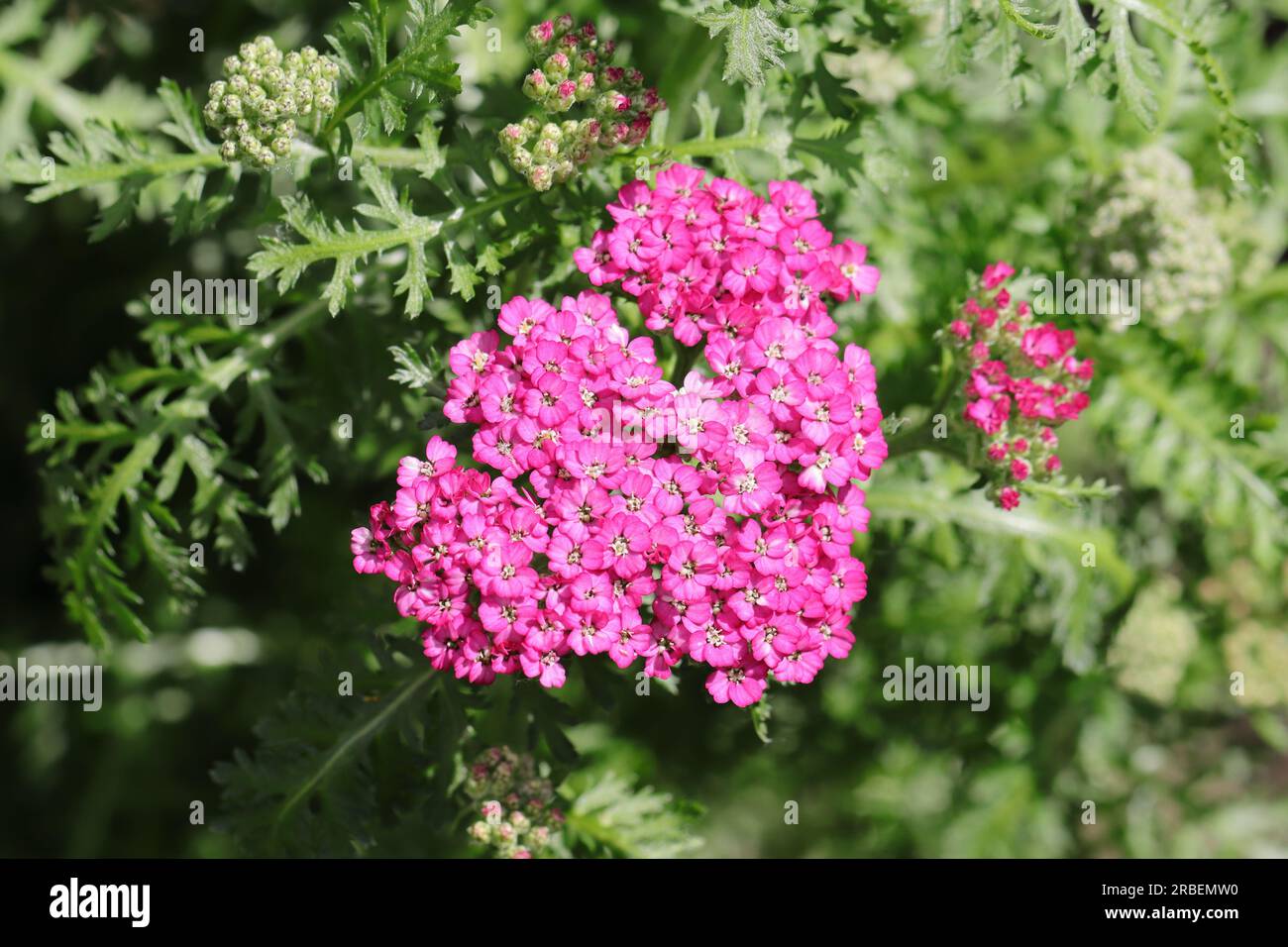 Nahaufnahme eines rosa blühenden Achillea millefolium, Blick von oben Stockfoto