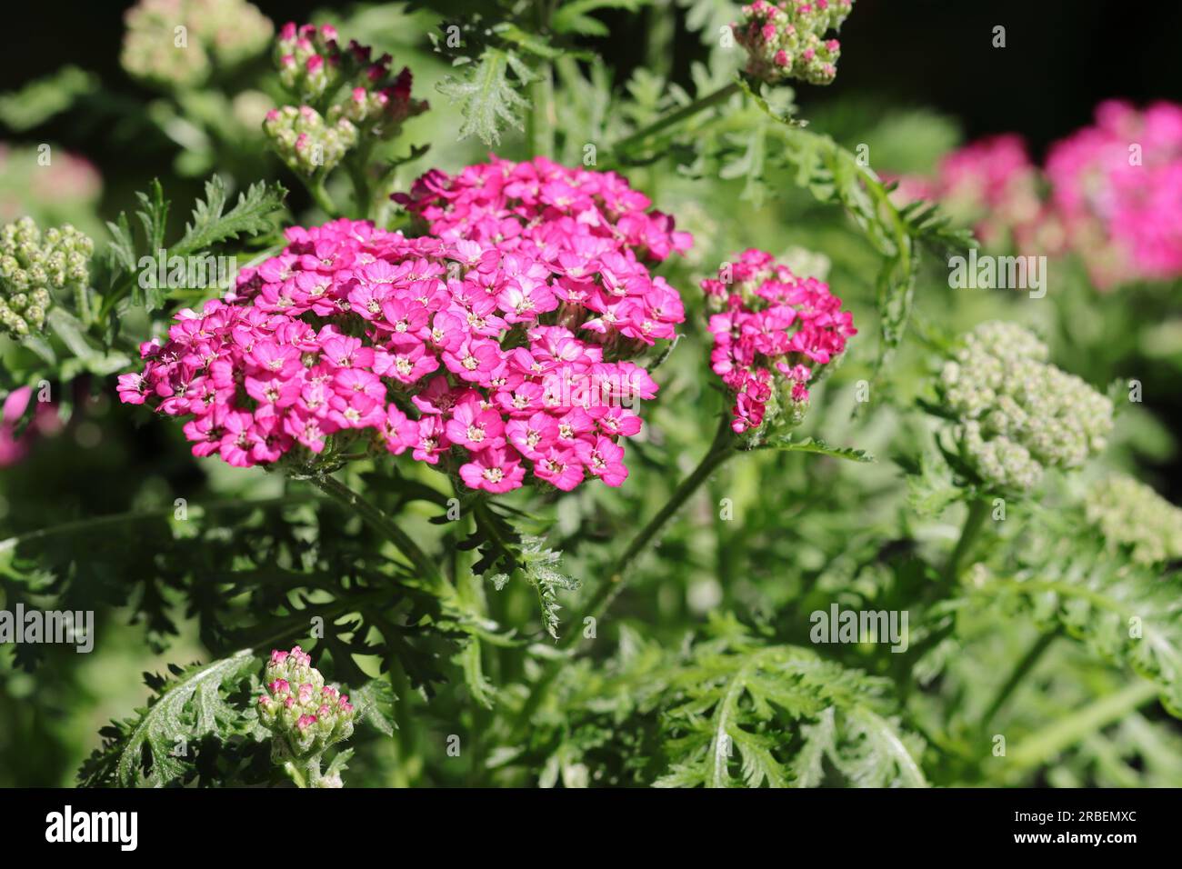 Nahaufnahme eines rosafarbenen Achillea Millefolium mit Blick auf die wunderschöne Blüte und die grünen Blätter Stockfoto