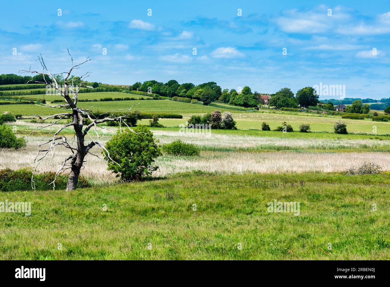 Landschaft um Winchelsea in East Sussex Stockfoto