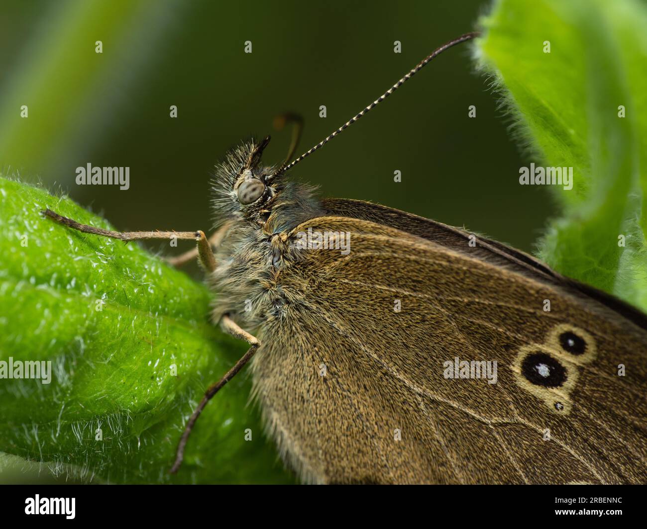 Anmutige Metamorphose: Ein lebendiger Schmetterling findet Trost auf einem zarten Blatt und verkörpert die Schönheit und Verwandlung in der Welt der Natur Stockfoto