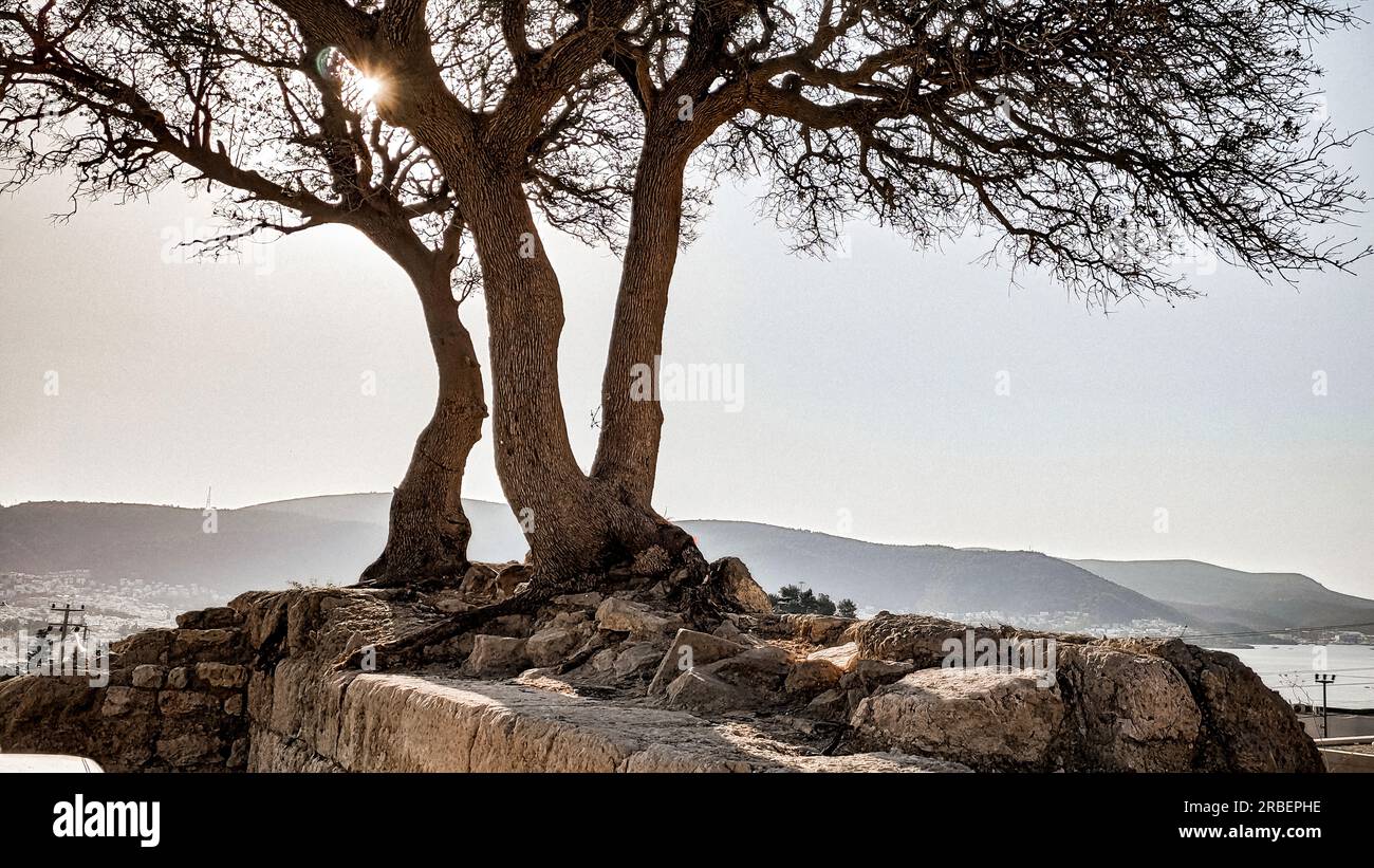 Einsamer Baum auf einem Hügel. Silhouette eines Baumes ohne Blätter auf einem Felsen des alten historischen Schlosses vor einem klaren Sonnenuntergang in Biege-Tönen. Stockfoto