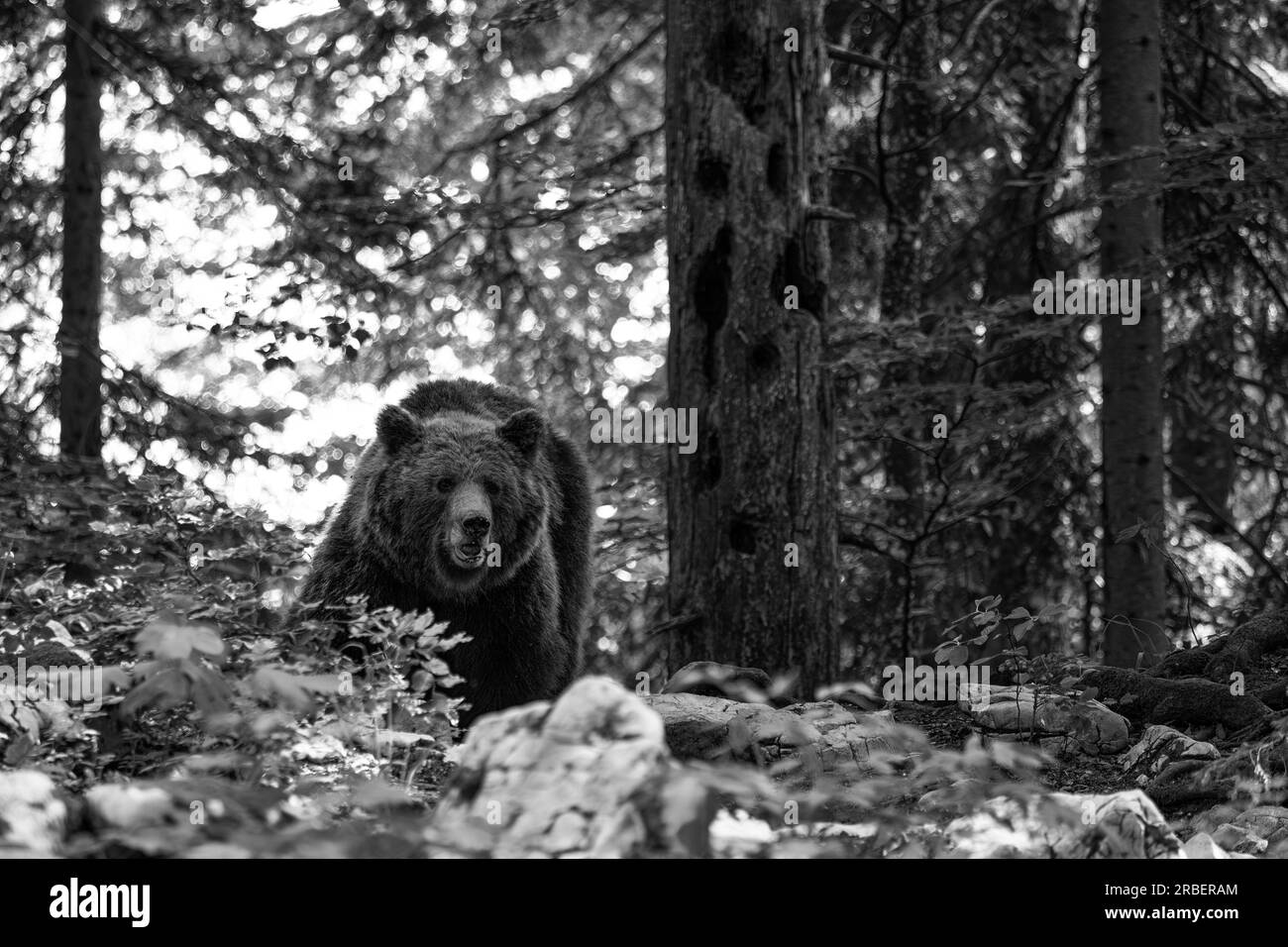 Braunbär - Ursus arctos großes beliebtes Säugetier aus europäischen Wäldern und Bergen, Slowenien, Europa. Stockfoto