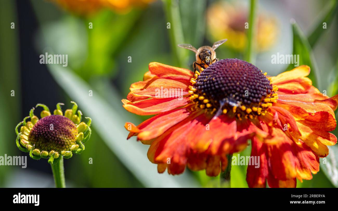 Nahaufnahme von Wespen, die Pollen aus rotem, orangefarbenem und gelbem Echinacea-Blütenkopf sammeln Stockfoto