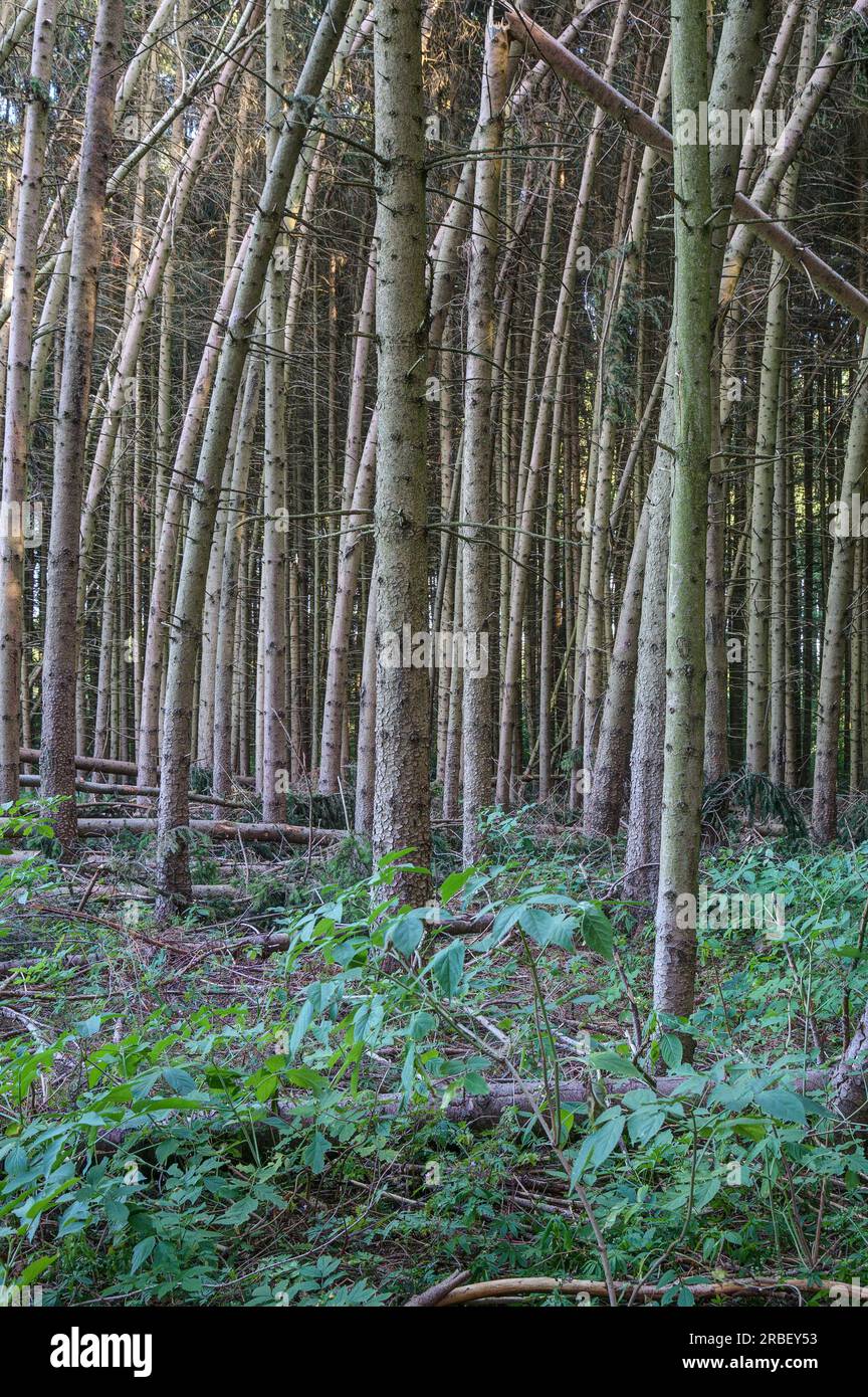 Besonders stark von Stürmen betroffen sind industriell angebaute Fichtenmonokulturen in Deutschland. Stockfoto