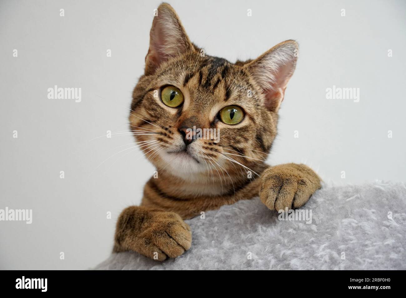 Ein süßes kleines Kätzchen schaut von oben runter und sagt: "Hey, was ist los?" Stockfoto
