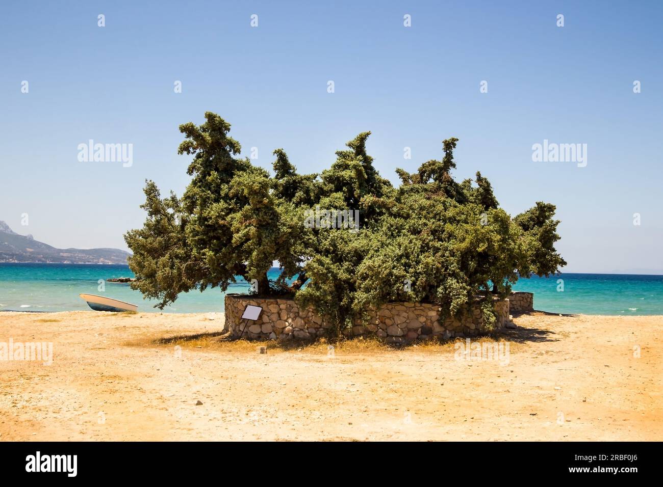 Wacholderbaum unter Schutz am Strand am Meer Stockfoto