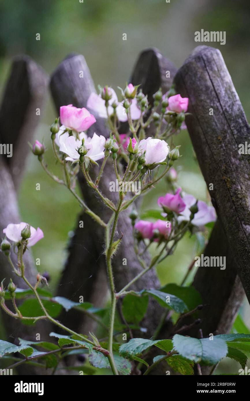 Blühende wilde Rosen auf altverwittertem Holzzaun Stockfoto