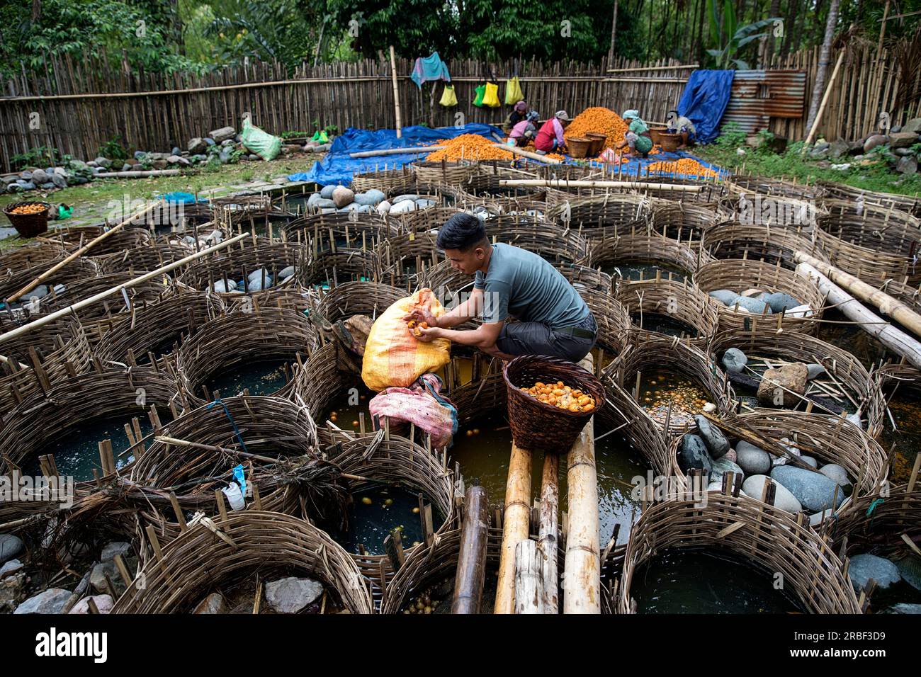 Man verarbeitet Betelnüsse, um Betelnüsse aus Holzkörben zu sammeln, die in einem kleinen Teich in der Nähe des Dorfes Mawlynnong, Indien, in Wasser getaucht sind Stockfoto
