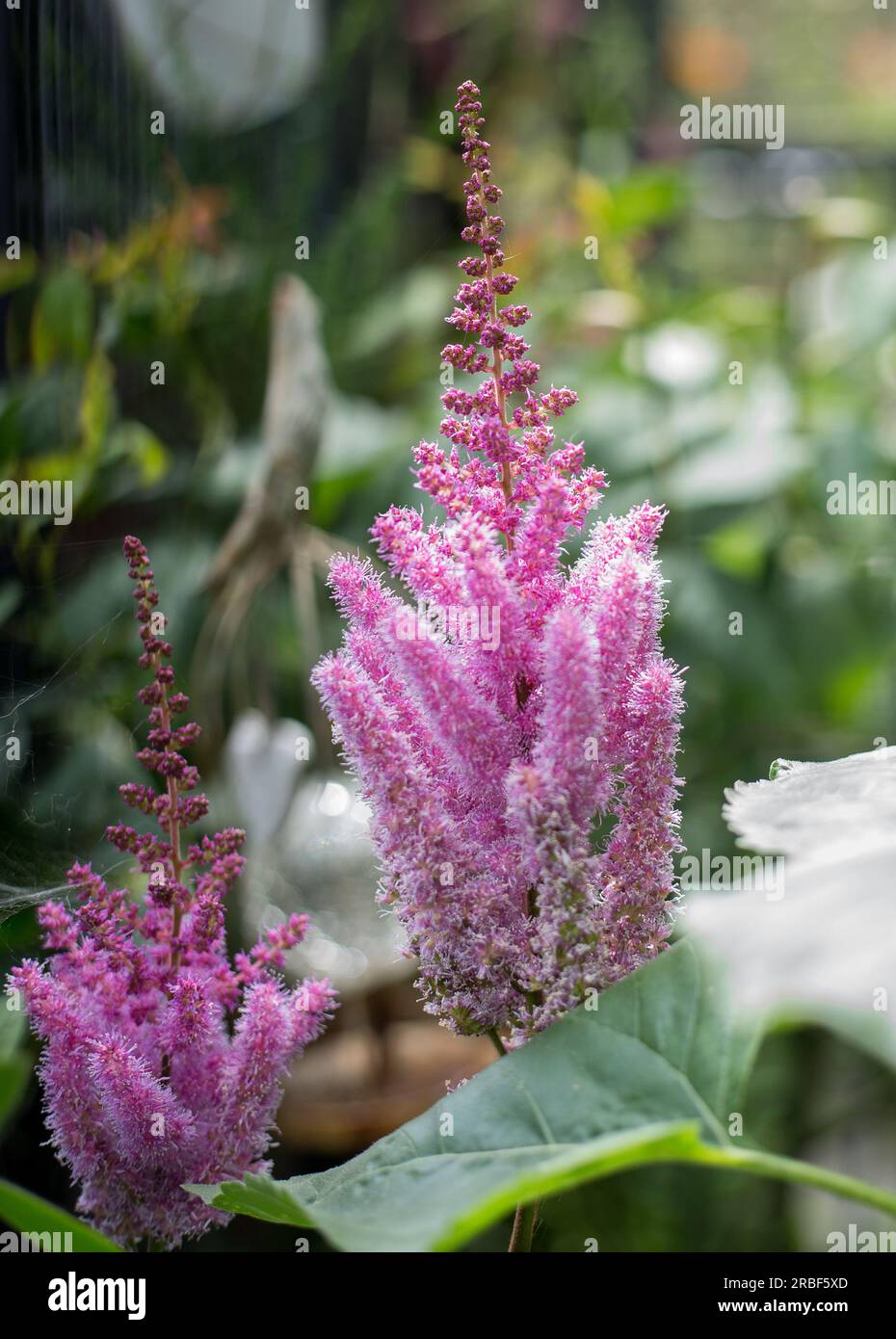 Hübsche rosa Astilbe (falscher Ziegenbart) Blumen in voller Blüte in einem Sommergarten Stockfoto