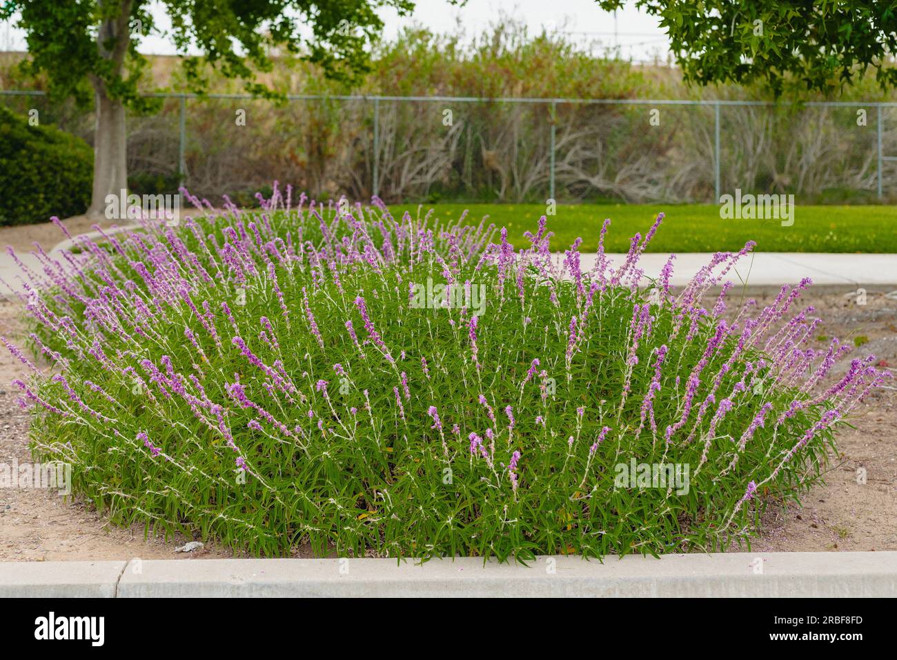 Bunte mexikanische Buschblüten in voller Blüte im Stadtpark. Salvia leucantha (Amethyst Salbei) Blüten im Nahbereich Stockfoto