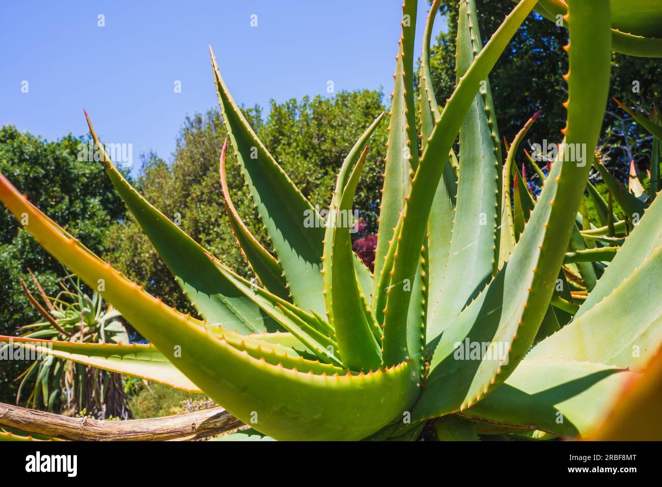 Groe Sukulente (Aloe Vera) und die Landschaft der gis, die in der Trkei  gefangen ist. Wilde Pflanzen und Bume an einem sonnigen Sommertag  Stockfotografie - Alamy