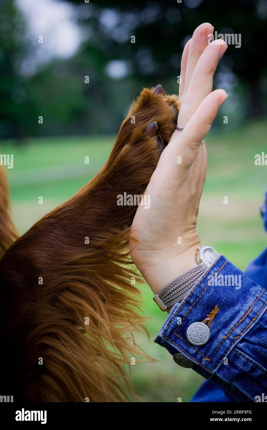 Gib mir fünf - Irland Setter Hund drückt seine Pfote gegen eine Mädchenhand in einer blauen Jeans Jacke auf natürlichem grünen Hintergrund im Wald Stockfoto