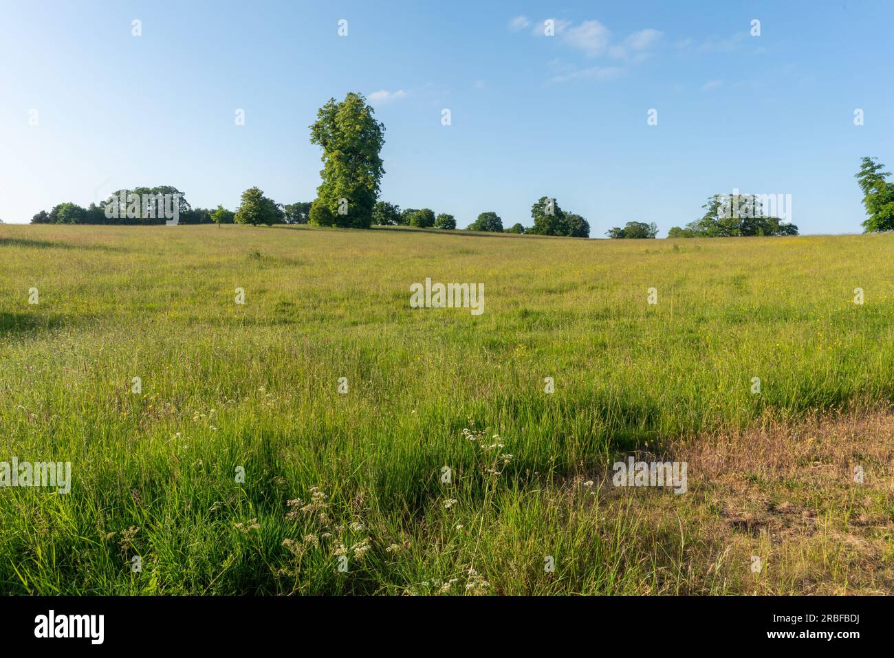 Eine malerische Wiese unter einem weiten blauen Himmel, eingerahmt von einem rustikalen Drahtzaun, lädt Sie ein, in die ruhige Schönheit des Deer Park Eastnor zu entfliehen Stockfoto